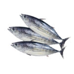 Fresh Tuna Fish from the Sea