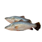 Koral